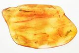 Fossil Leaf Two Detailed Moth Flies (Psychodidae) in Baltic Amber #367471-2